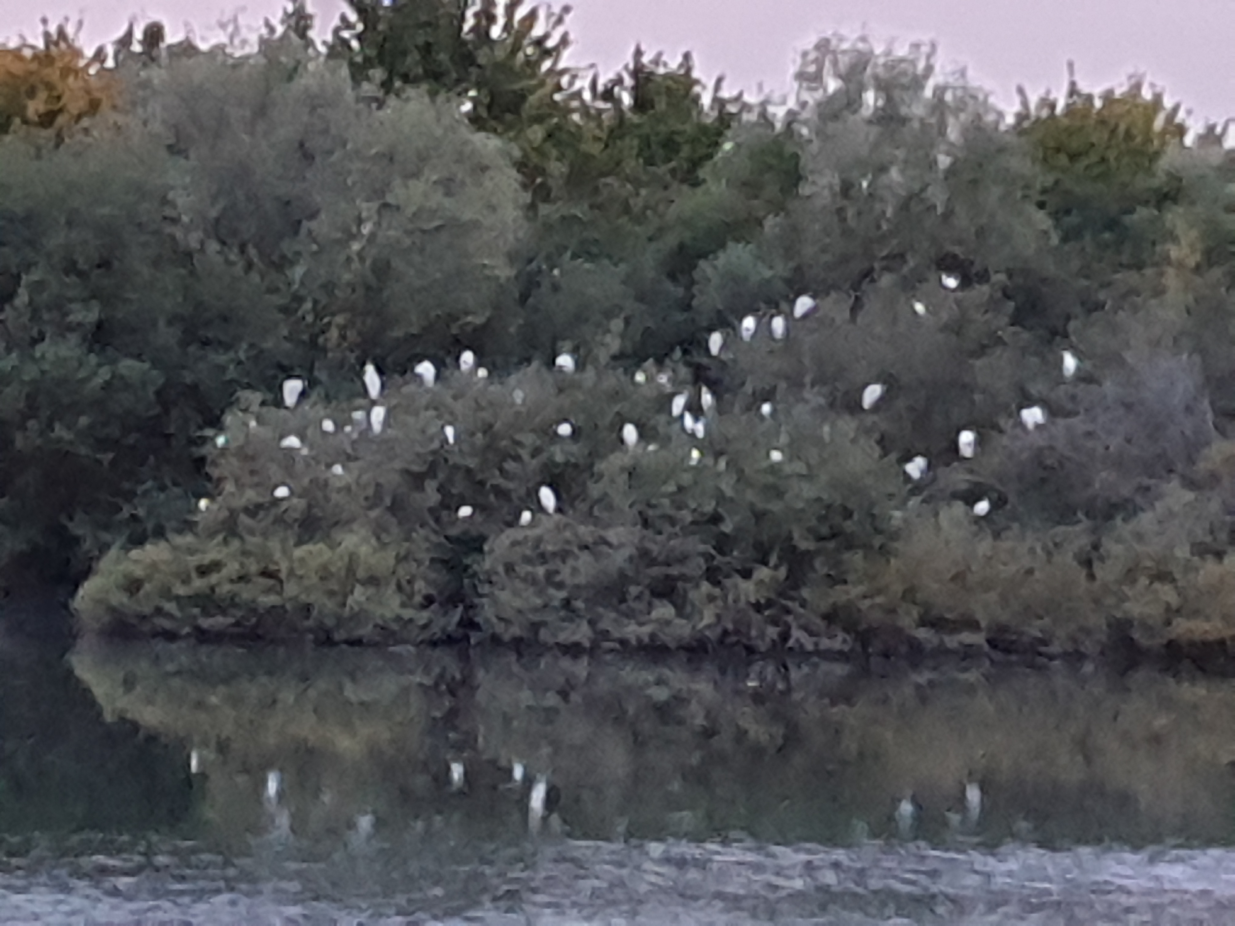 Grandes aigrettes et Aigrettes garzette sur leur dortoir du Dépôt 54, Réserve Naturelle de Mont-Bernanchon, Hauts de France.